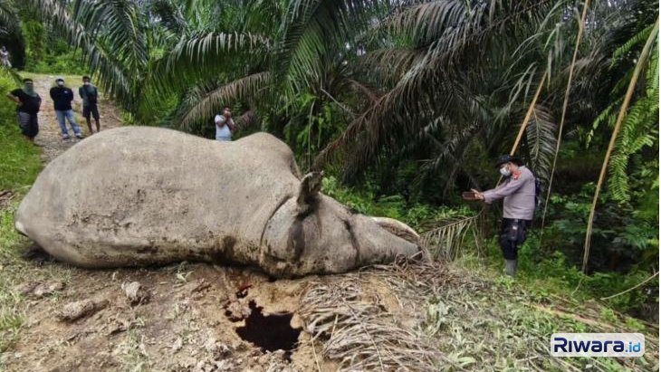 Gajah Sumatra yang ditemukan mati